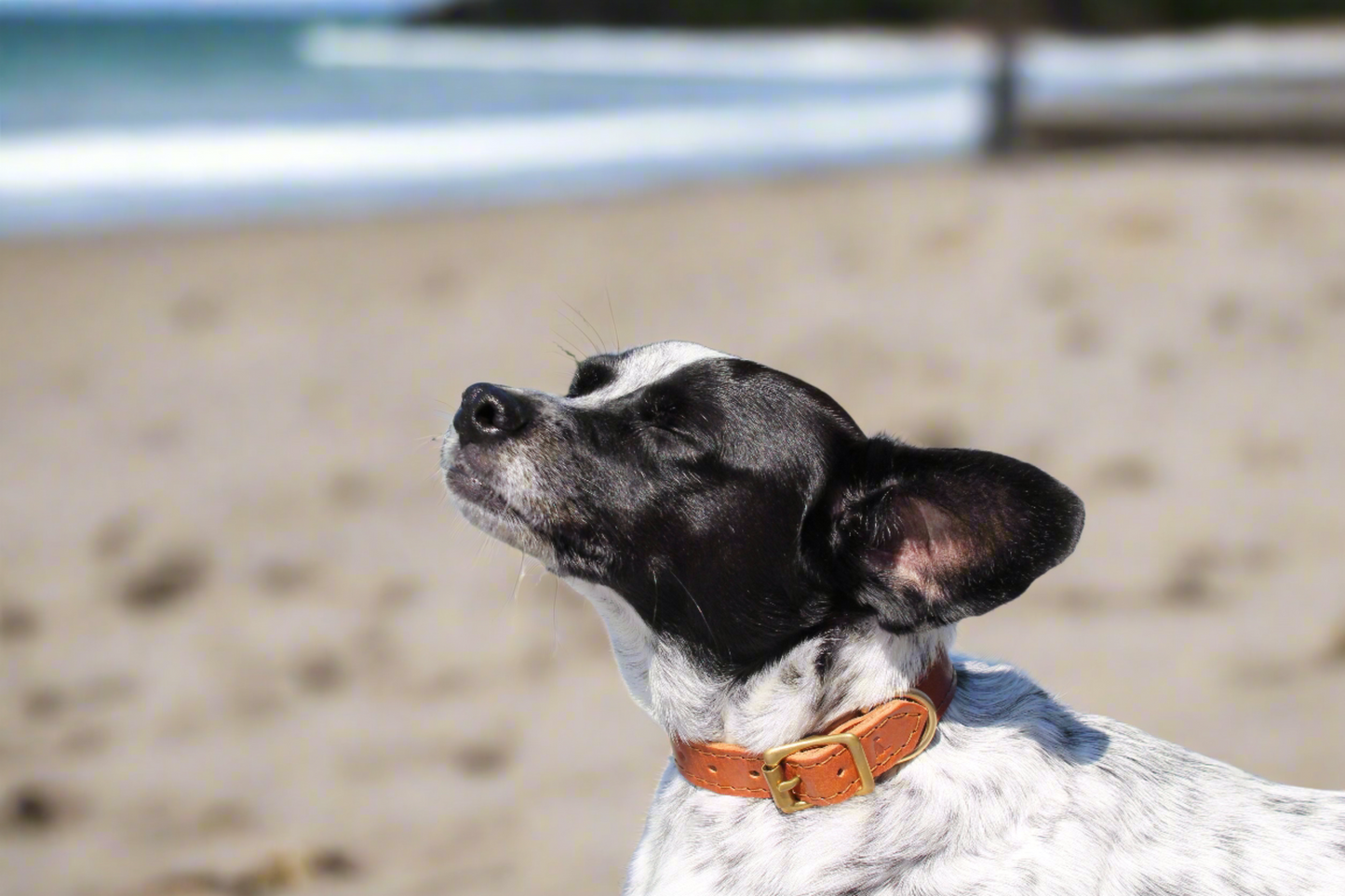 Dog wearing luxury caramel leather collar with golden brass hardware, sunbathing at the beach with closed eyes, exuding tranquility and style.