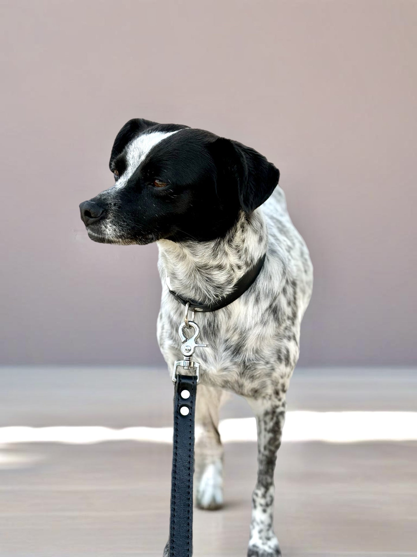 Matching luxury black leather dog collar and leash set with silver hardware for stylish walks.