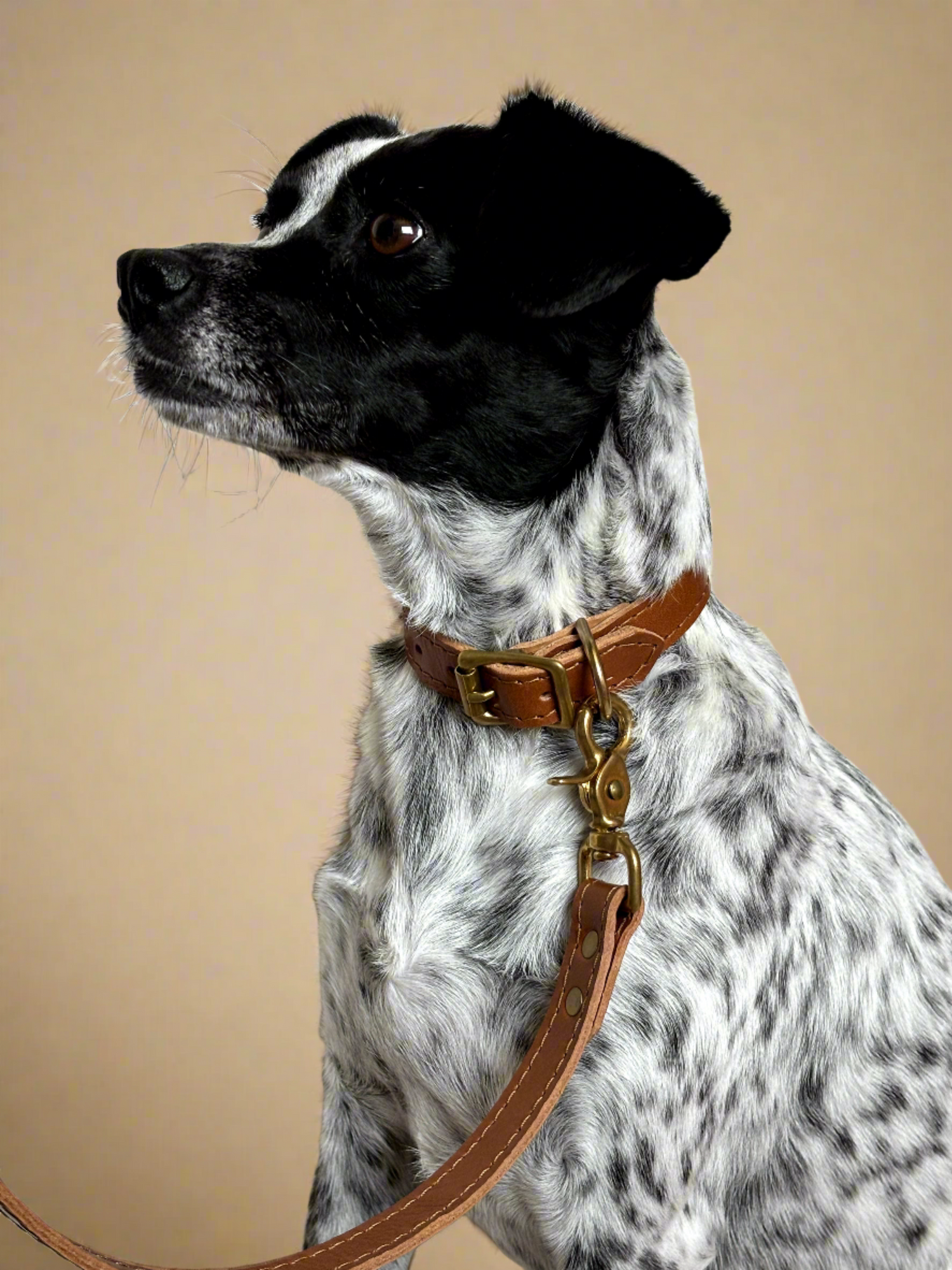 Dog wearing caramel leather collar and matching leash with golden brass hardware, offering a perfect blend of luxury and style.